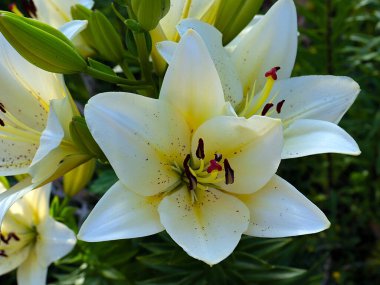 Güzel bahçe çiçeği beyaz zambak aşkın ve saflığın sembolü olarak