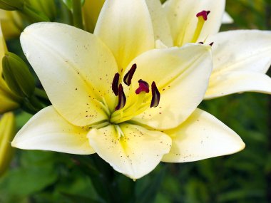 Güzel bahçe çiçeği beyaz zambak aşkın ve saflığın sembolü olarak