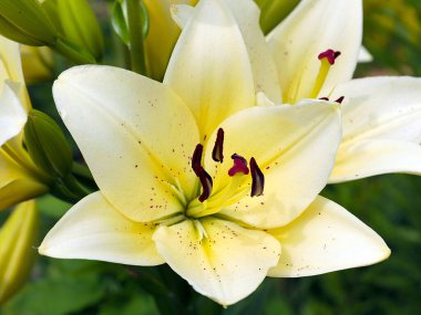 Güzel bahçe çiçeği beyaz zambak aşkın ve saflığın sembolü olarak