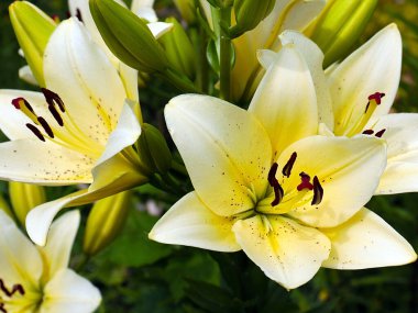 Güzel bahçe çiçeği beyaz zambak aşkın ve saflığın sembolü olarak