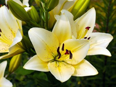 Güzel bahçe çiçeği beyaz zambak aşkın ve saflığın sembolü olarak