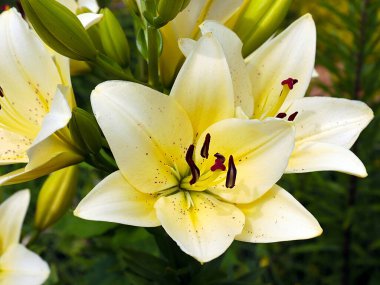 Güzel bahçe çiçeği beyaz zambak aşkın ve saflığın sembolü olarak