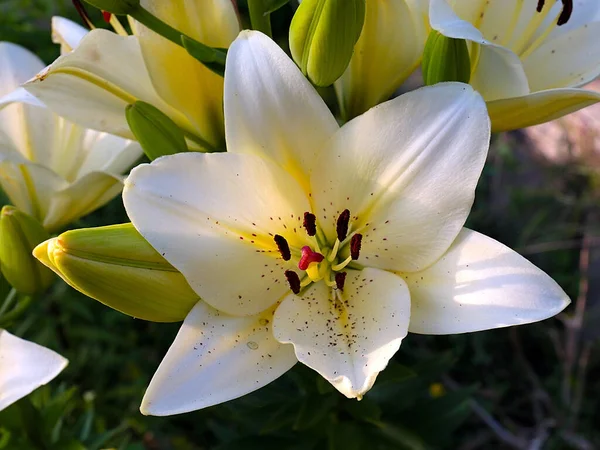 Belle Fleur Jardin Lys Blanc Comme Symbole Amour Pureté — Photo