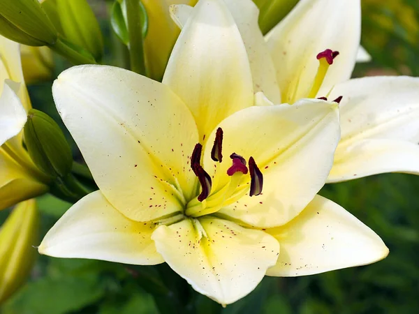 Belle Fleur Jardin Lys Blanc Comme Symbole Amour Pureté — Photo