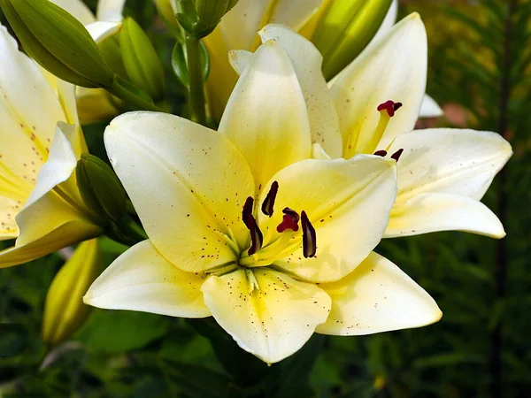 愛と純粋さの象徴として美しい庭の花白いユリ — ストック写真