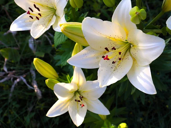 Gyönyörű Kert Virág Fehér Liliom Mint Egy Szimbólum Szeretet Tisztaság — Stock Fotó
