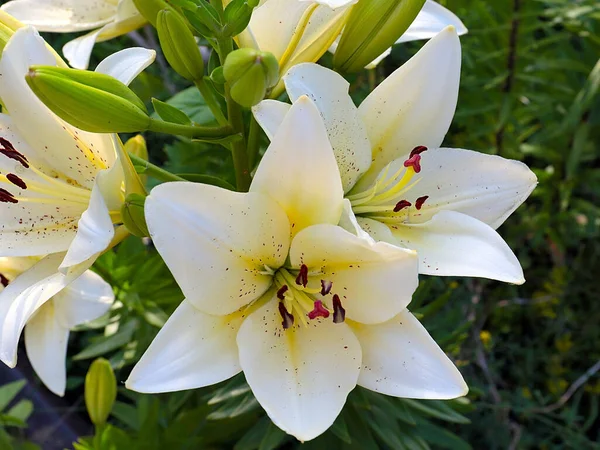Hermoso Jardín Flor Lirio Blanco Como Símbolo Amor Pureza —  Fotos de Stock
