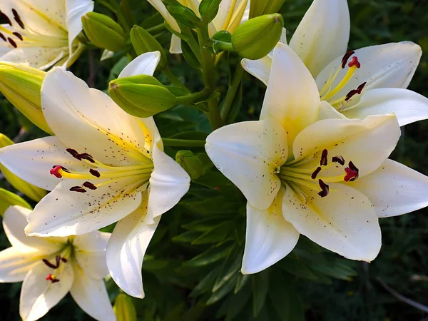 Krásná Zahrada Květina Bílá Lilie Jako Symbol Lásky Čistoty — Stock fotografie