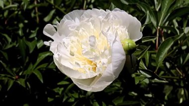 Güzel beyaz çiçek bahçesi şakayığı park süsü olarak