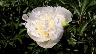 Güzel beyaz çiçek bahçesi şakayığı park süsü olarak