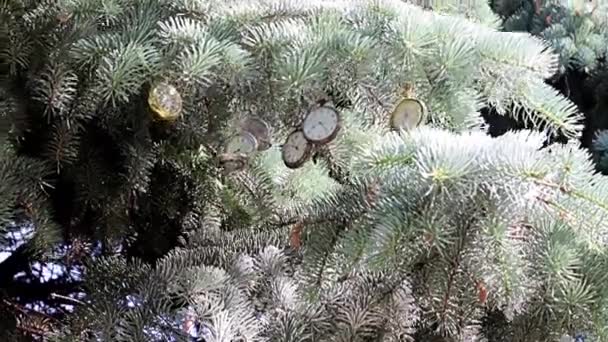 クリスマスツリーの枝に吊るされたヴィンテージポケットウォッチ — ストック動画