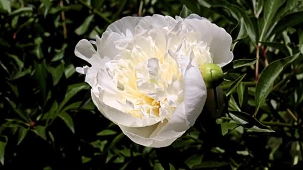 Lovely White Flower Garden Peony Park Decoration — Stock Video