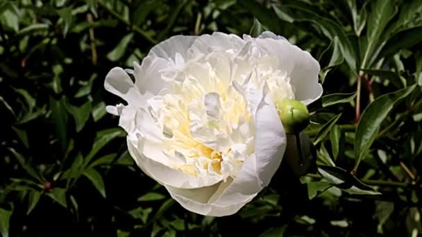 Hermosa Peonía Jardín Flores Blancas Como Decoración Parque — Vídeo de stock