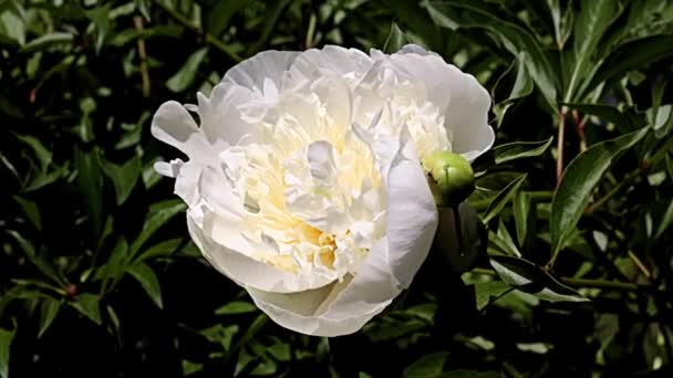 Piękny Biały Kwiat Ogród Piwonia Jako Dekoracja Parku — Wideo stockowe