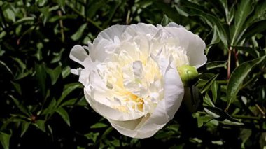 Güzel beyaz çiçek bahçesi şakayığı park süsü olarak