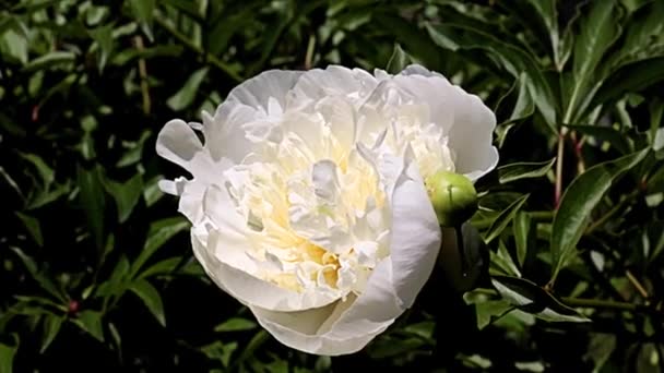 Minunat Flori Albe Bujor Grădină Decor Parc — Videoclip de stoc