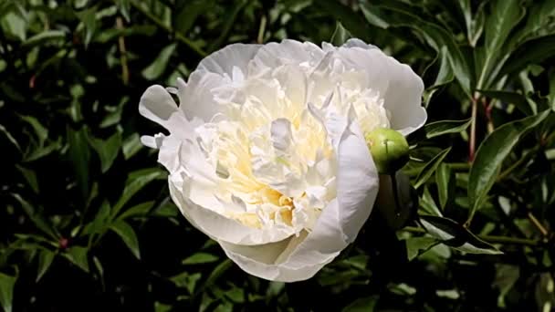 Hermosa Peonía Jardín Flores Blancas Como Decoración Parque — Vídeo de stock