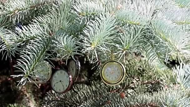 Çam Ağacının Dallarında Asılı Nefis Antika Cep Saati — Stok video