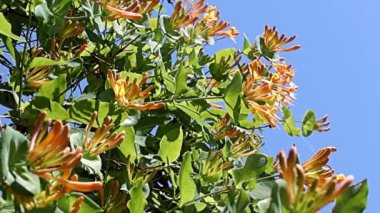 Tropikal liana hanımeli dallarında enfes güzel çiçekler.