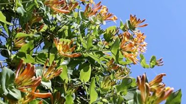 Tropikal liana hanımeli dallarında enfes güzel çiçekler.