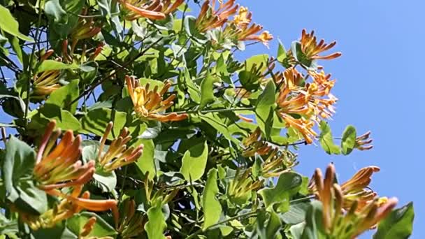 Tropikal Liana Hanımeli Dallarında Enfes Güzel Çiçekler — Stok video