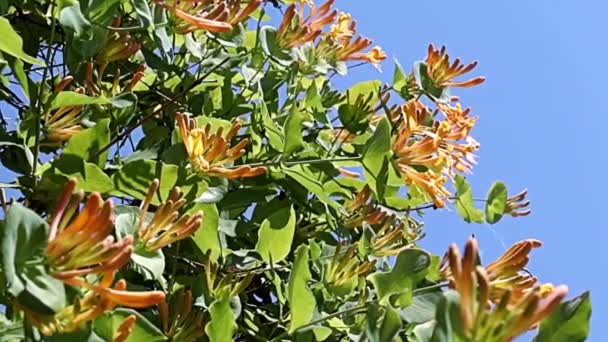 Exquisitas Flores Preciosas Las Ramas Madreselva Liana Tropical — Vídeo de stock