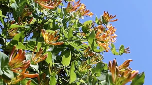 Squisiti Fiori Incantevoli Sui Rami Liana Tropicale Caprifoglio — Video Stock