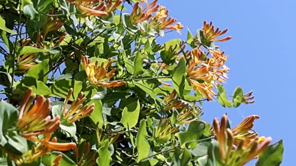 Exquisite Schöne Blumen Den Zweigen Tropischer Lianen Geißblatt — Stockvideo