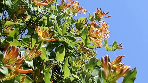 Requintadas Flores Encantadoras Nos Ramos Madressilva Liana Tropical — Vídeo de Stock