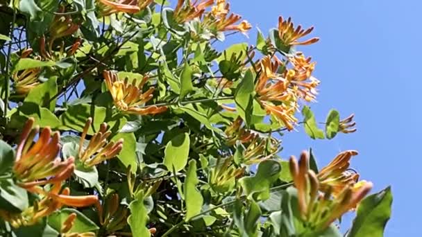 Exquisitas Flores Preciosas Las Ramas Madreselva Liana Tropical — Vídeos de Stock