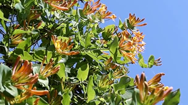 Jolies Fleurs Exquises Sur Les Branches Chèvrefeuille Liane Tropicale — Video