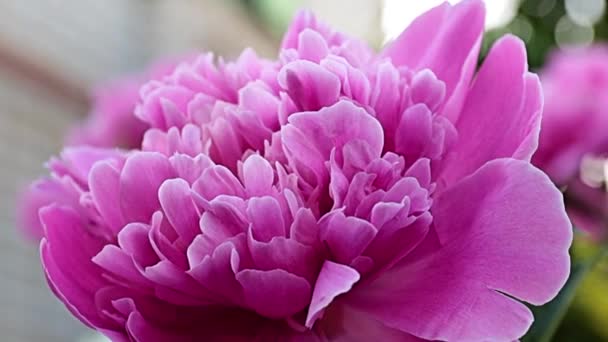 Squisita Bella Giardino Fiore Peonia Rosa Come Decorazione Prato — Video Stock