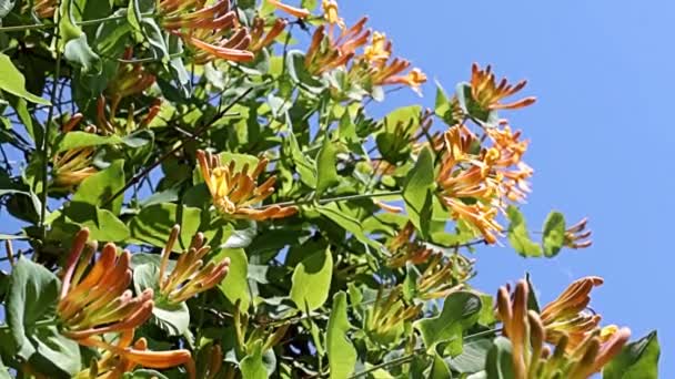 Requintadas Flores Encantadoras Nos Ramos Madressilva Liana Tropical — Vídeo de Stock