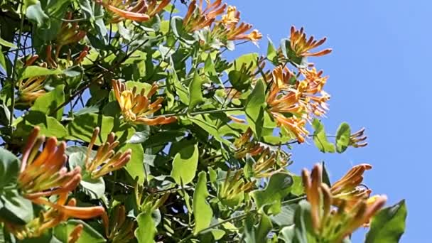 Utsökta Vackra Blommor Grenarna Tropisk Liana Kaprifol — Stockvideo