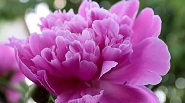 Enfes bir bahçe çiçeği, pembe şakayık, süs çayırı gibi.