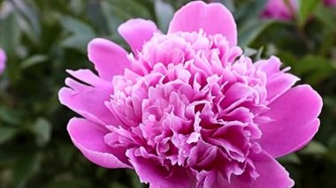 Enfes bir bahçe çiçeği, pembe şakayık, süs çayırı gibi.