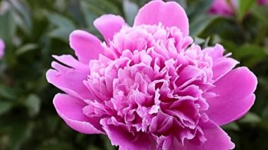 Enfes bir bahçe çiçeği, pembe şakayık, süs çayırı gibi.