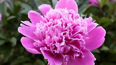 Enfes bir bahçe çiçeği, pembe şakayık, süs çayırı gibi.