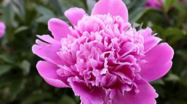 Enfes bir bahçe çiçeği, pembe şakayık, süs çayırı gibi.