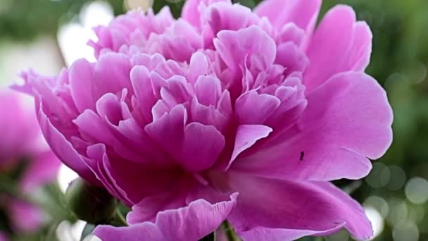 Exquise Belle Fleur Jardin Pivoine Rose Comme Prairie Décoration — Video