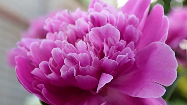 Εξαίσια Υπέροχο Λουλούδι Στον Κήπο Ροζ Παιώνια Διακόσμηση Λιβάδι — Αρχείο Βίντεο