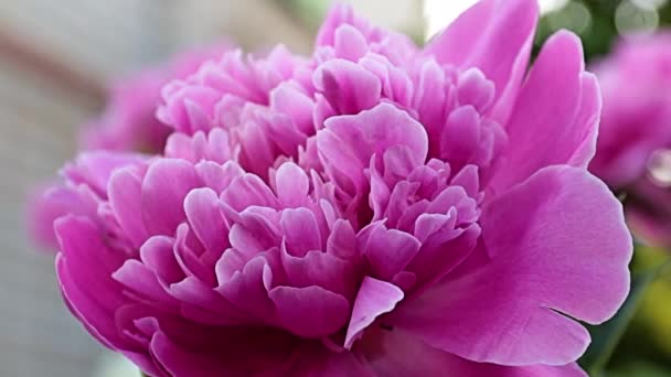 Вишуканий Прекрасний Сад Квітка Рожева Півонія Прикраса Луг — стокове відео