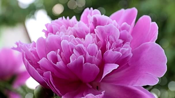 Exquisite Schöne Gartenblume Rosa Pfingstrose Als Dekoration Wiese — Stockvideo