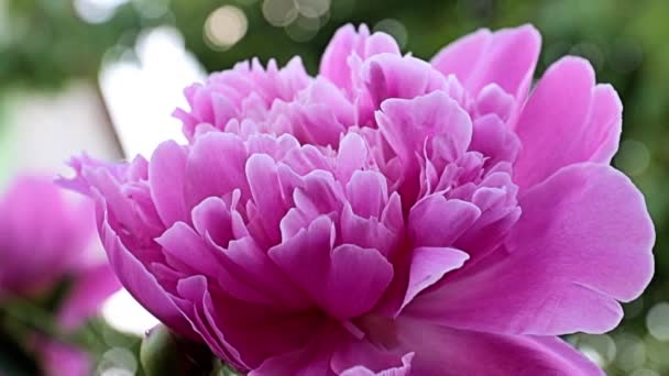 Изысканный Прекрасный Сад Цветок Розовый Пион Качестве Украшения Луг — стоковое видео