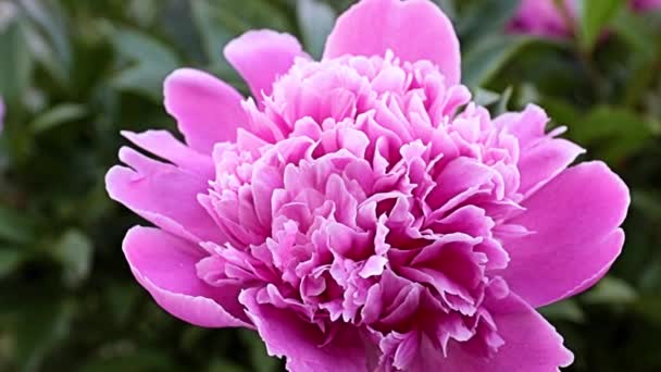 Gyönyörű Szép Kert Virág Rózsaszín Bazsarózsa Mint Díszítés Rét — Stock videók