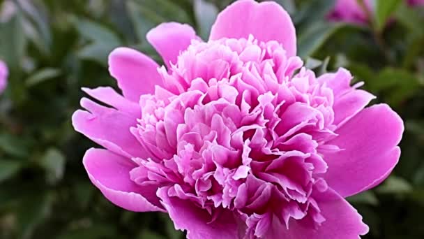 Exquisite Lovely Garden Flower Pink Peony Decoration Meadow — Stock Video