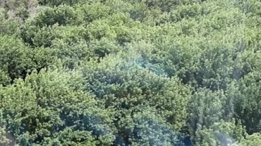 Sisli havanın ağaçların yoğun tacı üzerindeki hareketi