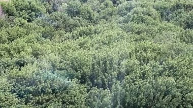 Sisli havanın ağaçların yoğun tacı üzerindeki hareketi