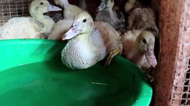 Evcil şişman ördekler çitlerdeki bir çiftlikte su içerler.