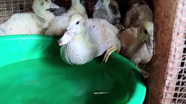 Evcil şişman ördekler çitlerdeki bir çiftlikte su içerler.